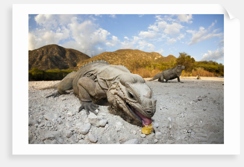 Rhinoceros Iguana (Cyclura cornuta) by Anonymous