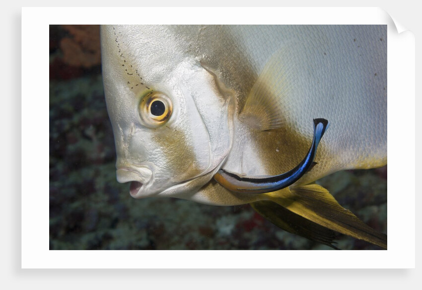 Batfish cleaned by Cleaner Wrasse, Maldives by Anonymous