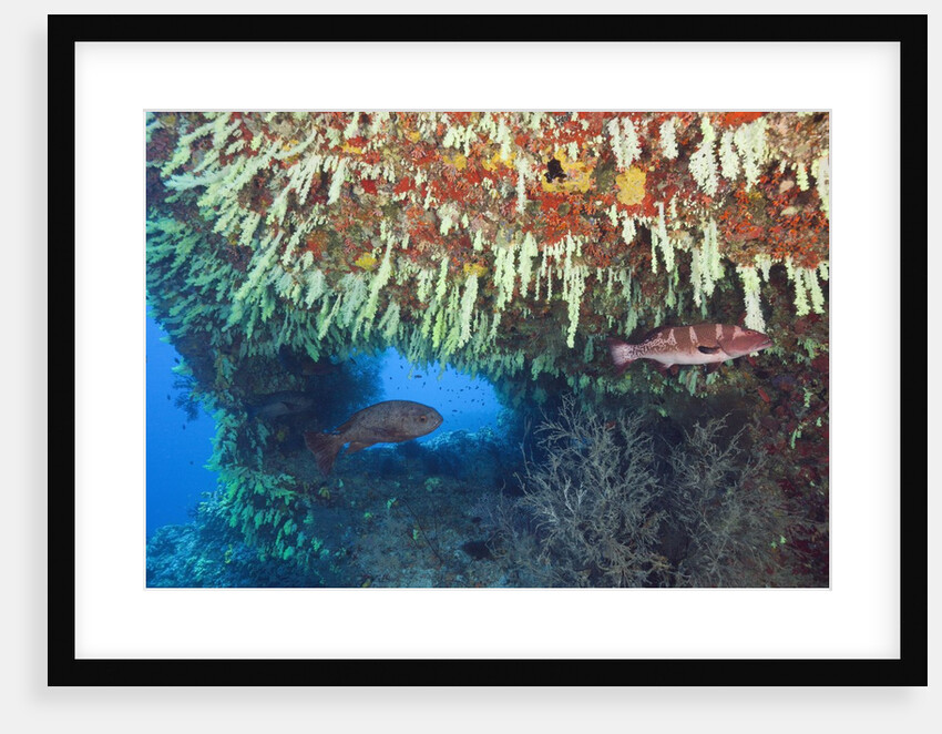 Soft Corals in Overhang, Maldives by Anonymous