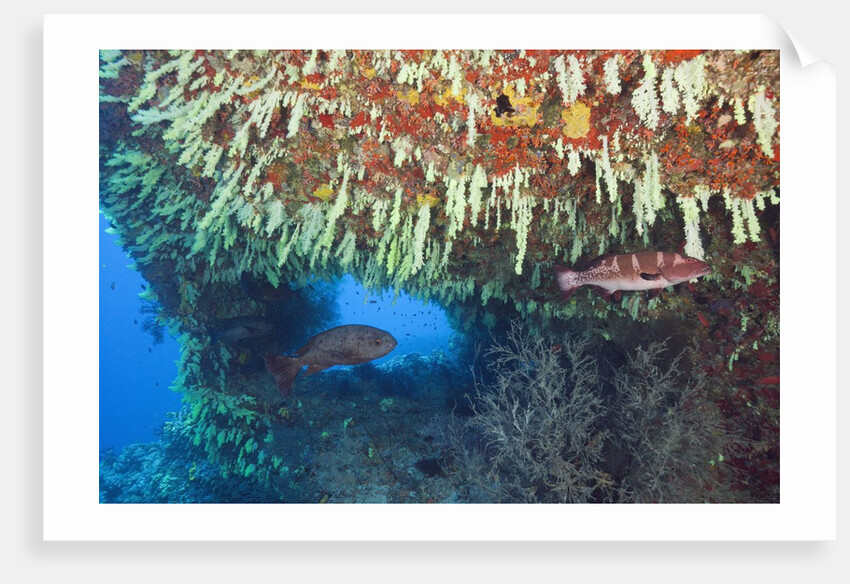 Soft Corals in Overhang, Maldives by Anonymous