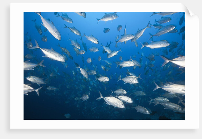 Bigeye Trevally (Caranx sexfasciatus) by Anonymous