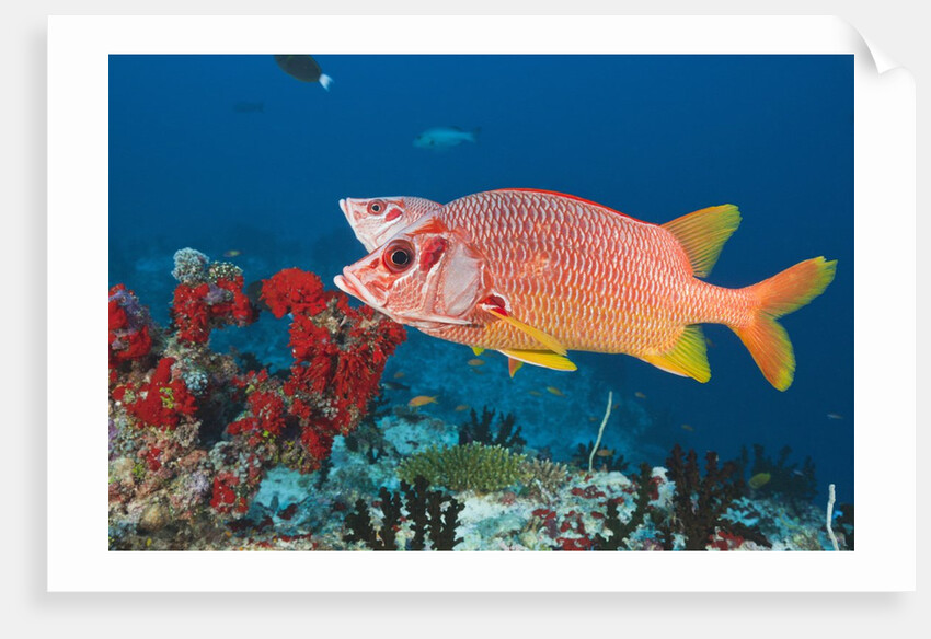 Longjawed Squirrelfish (Sargocentron spiniferum) by Anonymous