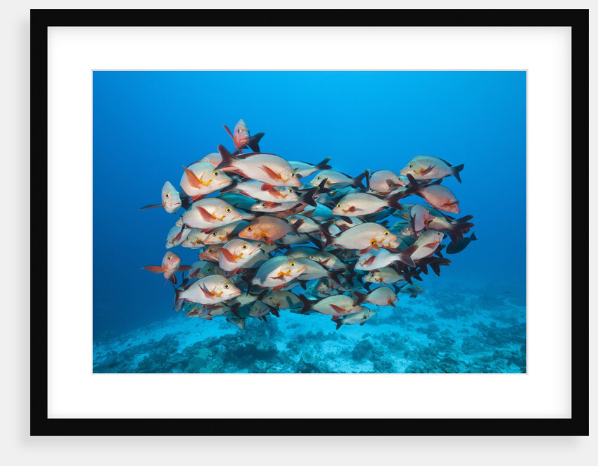 Humpback Snapper (Lutjanus gibbus) by Anonymous