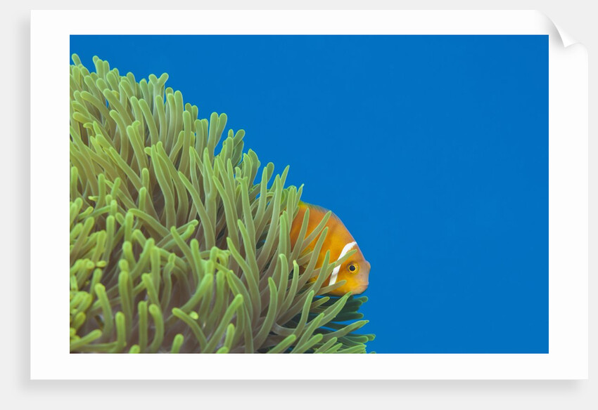 Maldives Anemonefish (Amphiprion nigripes) by Anonymous