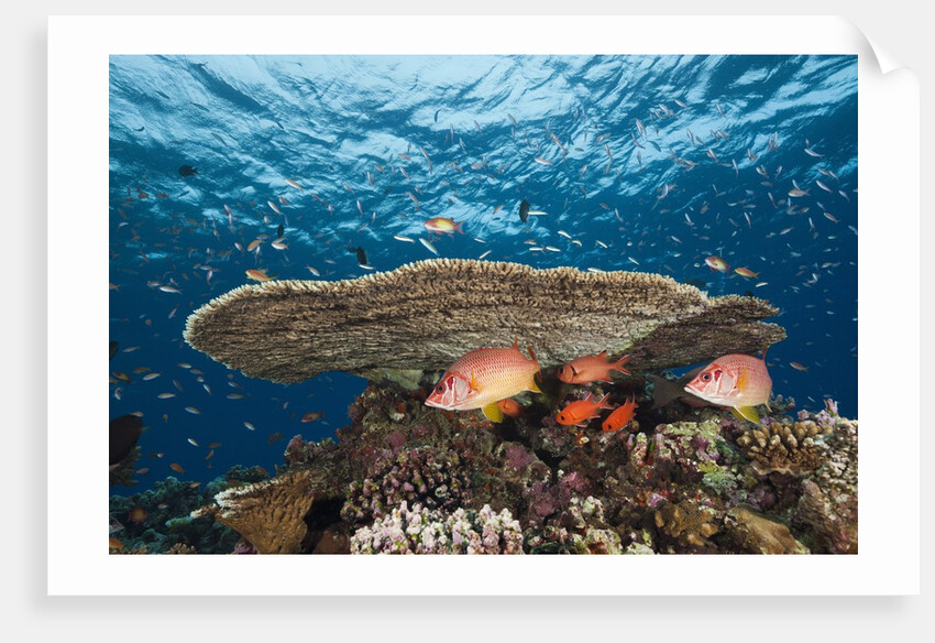 Longjawed Squirrelfish (Sargocentron spiniferum) by Anonymous