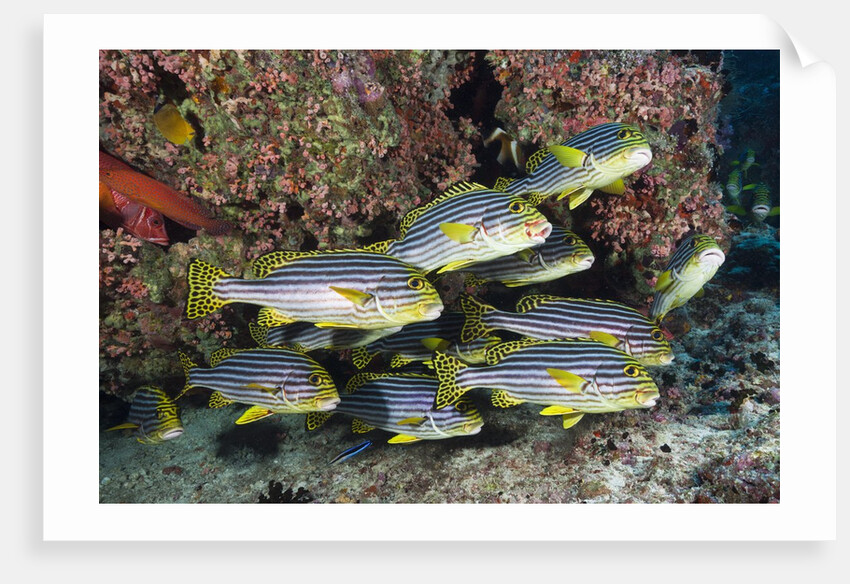 Oriental Sweetlips (Plectorhinchus vittatus) by Anonymous