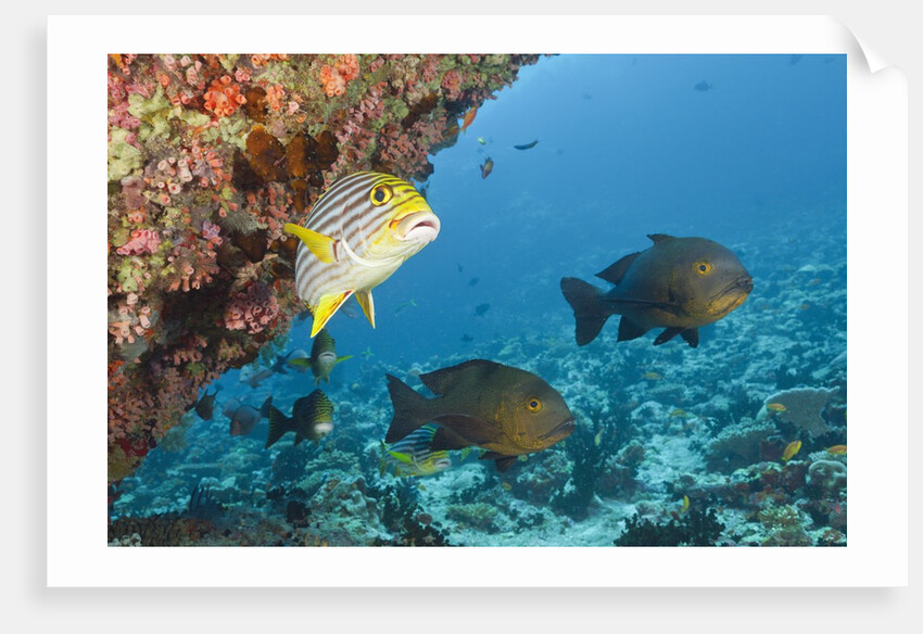Snapper and Sweetlips in Coral Reef, Maldives by Anonymous