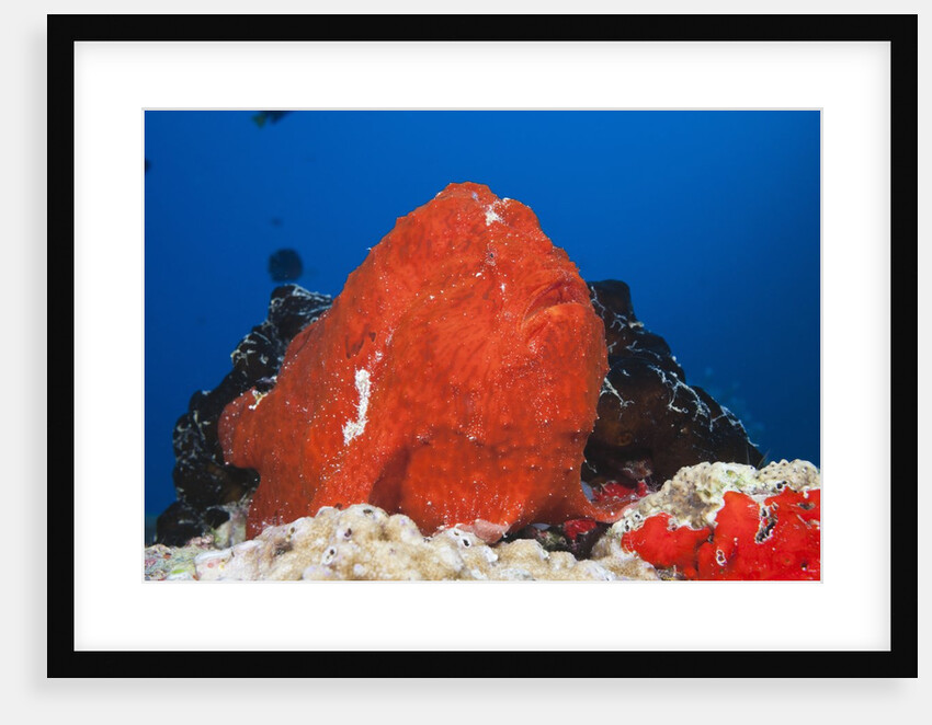 Red Giant Frogfish (Antennarius commersonii) by Anonymous
