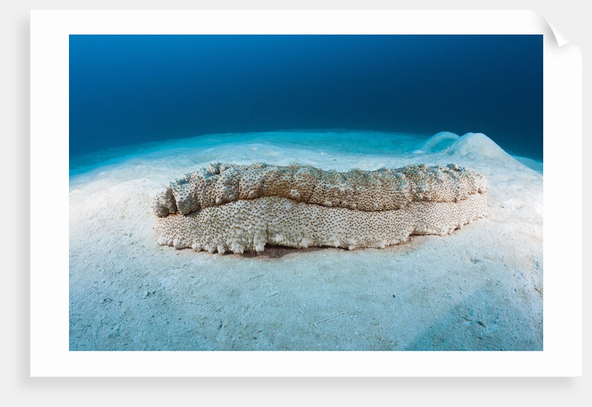 Anax Sea Cucumber (Thelenota anax) by Anonymous