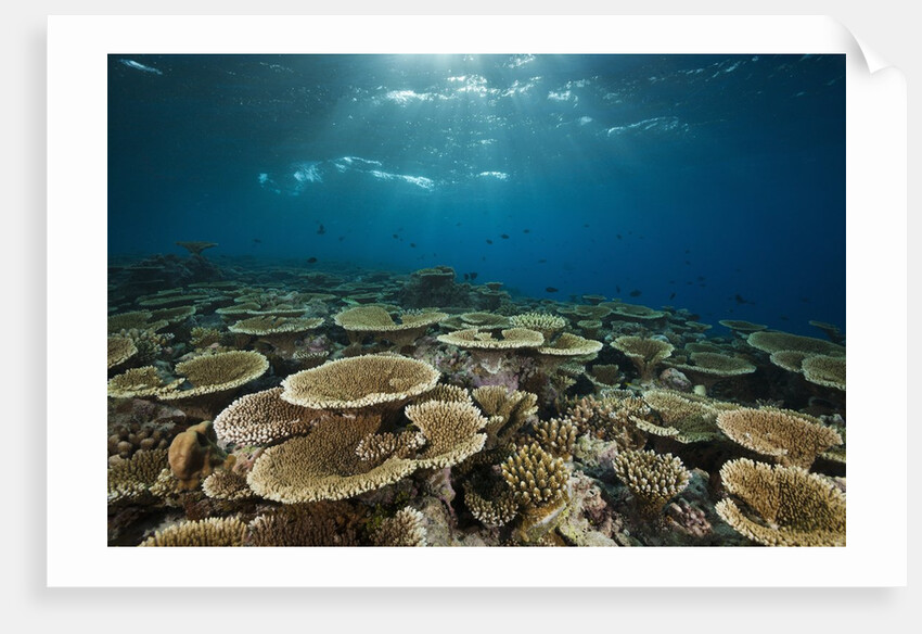 Table Corals (Acropora) by Anonymous