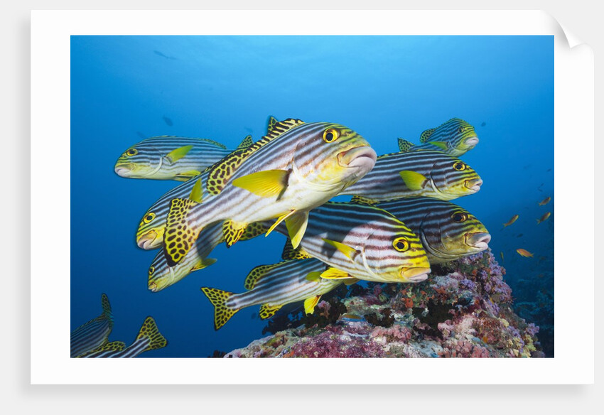 Oriental Sweetlips (Plectorhinchus vittatus) by Anonymous