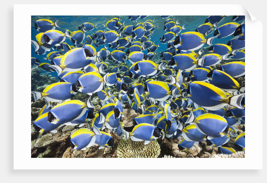 Powder Blue Tang (Acanthurus leucosternon) by Anonymous