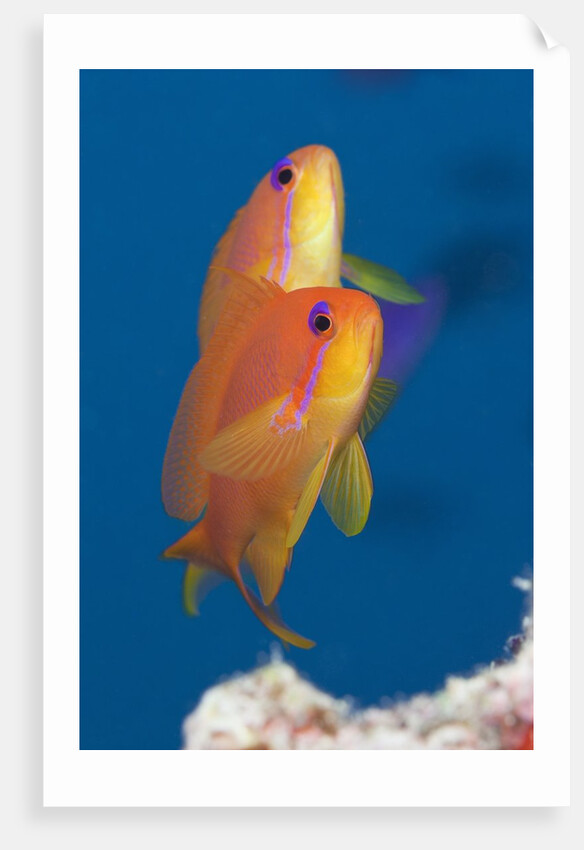 Lyretail Anthias (Pseudanthias squamipinnis) by Anonymous