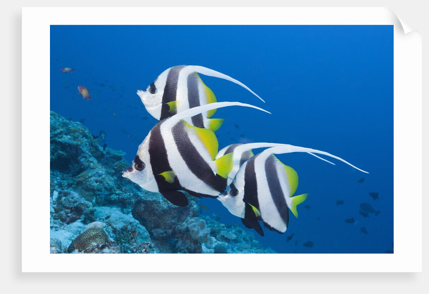 Pennant Bannerfish (Heniochus diphreutes) by Anonymous