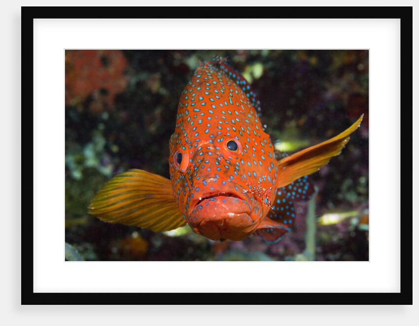 Coral Hind or Grouper (Cephalopholis miniata) by Anonymous