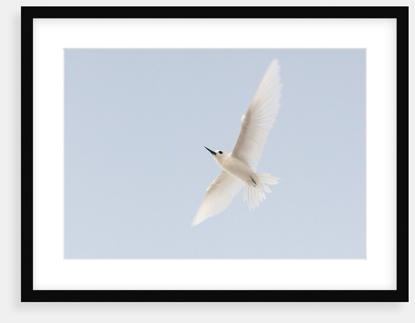 Common white-tern (Gygis alba) by Anonymous