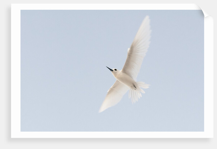 Common white-tern (Gygis alba) by Anonymous