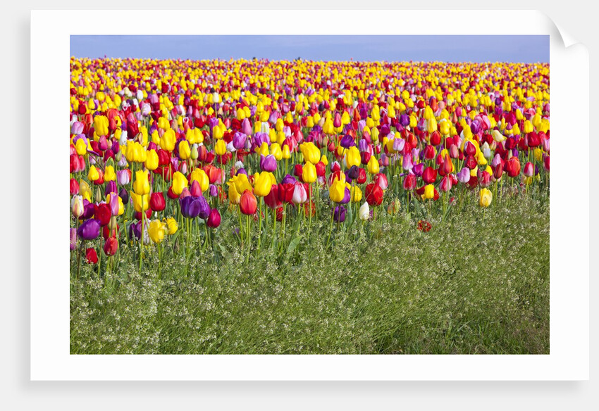 Tulip fields, Wooden Shoe Tulip Farm, Woodburn Oregon, United States by Anonymous
