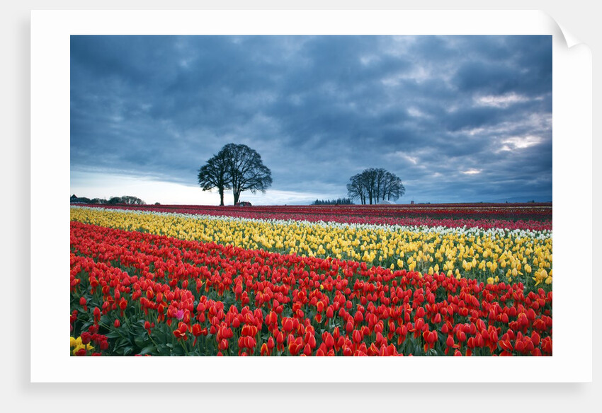 Sunrise over tulip field, Wooden Shoe Tulip Farm, Woodburn, Oregon by Anonymous