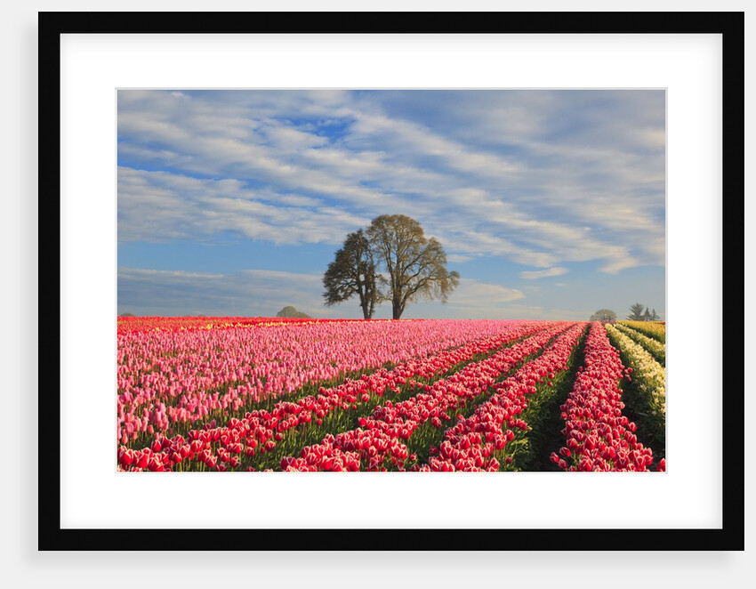 Sunrise over tulip field, Wooden Shoe Tulip Farm, Woodburn, Oregon by Anonymous