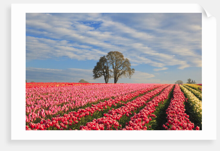 Sunrise over tulip field, Wooden Shoe Tulip Farm, Woodburn, Oregon by Anonymous