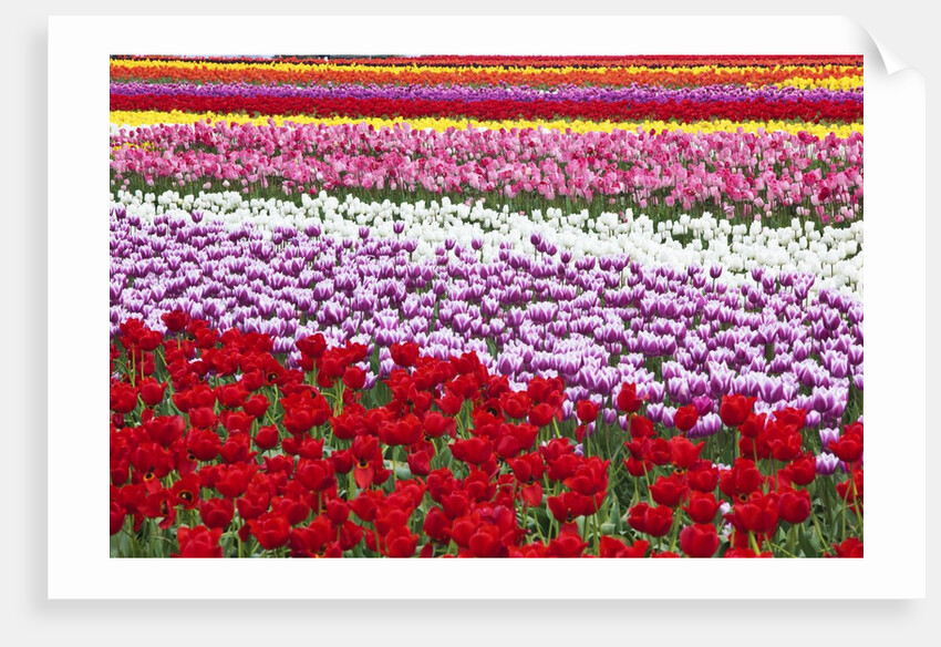 Tulip fields, Wooden Shoe Tulip Farm, Woodburn Oregon, United States by Anonymous