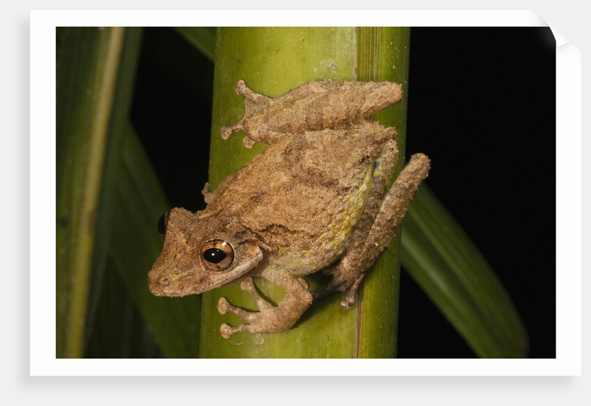 Frog (Scinax boulengeri) by Anonymous