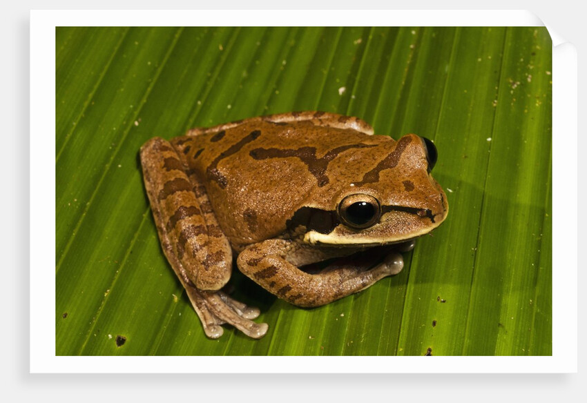 Frog (Smilisca phaeota) by Anonymous