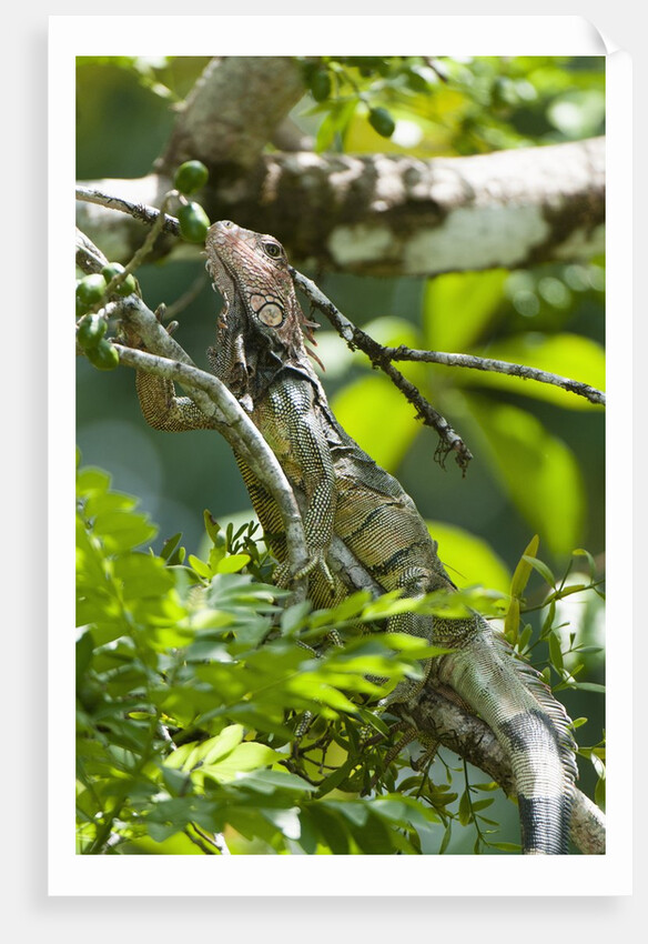 Green Iguana (Iguana iguana) by Anonymous