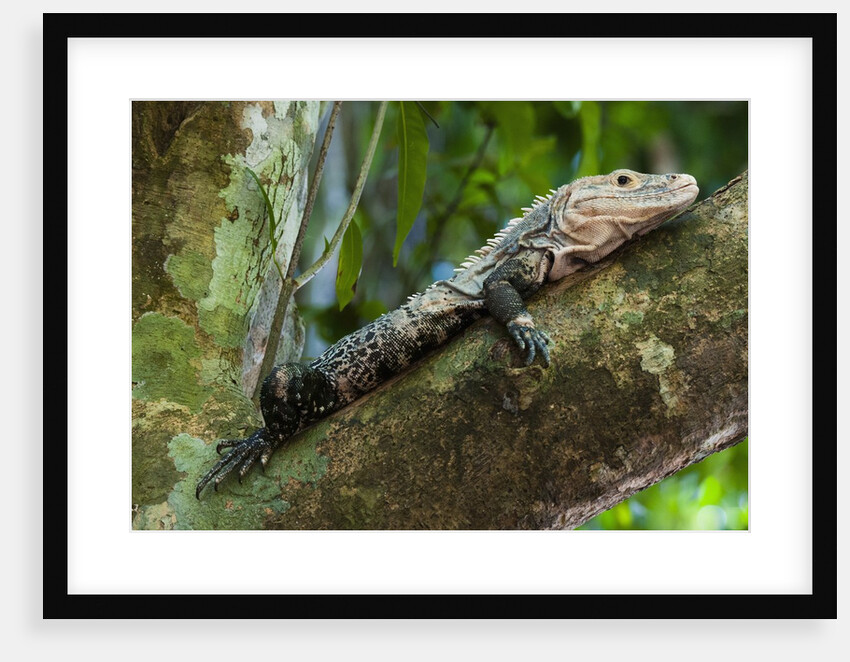 Black iguana (Ctenosaura similis) by Anonymous
