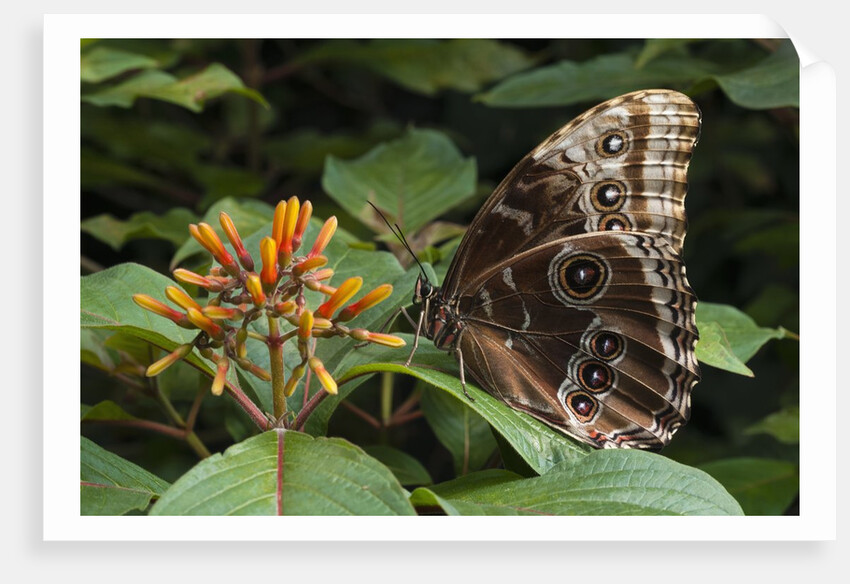 Peleides Blue Morpho (Morpho peleides limpida) by Anonymous