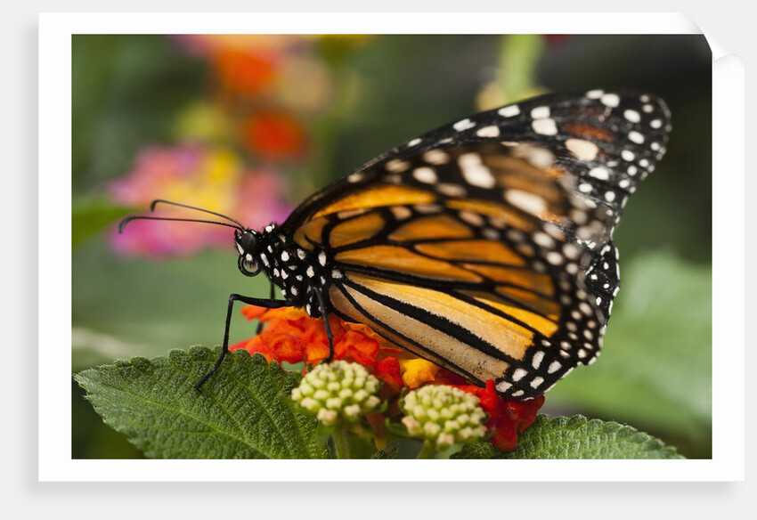 Monarch butterfly (Danaus plexippus) by Anonymous