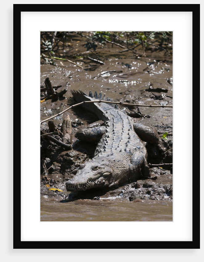 American Crocodile (Crocodylus acutus) by Anonymous
