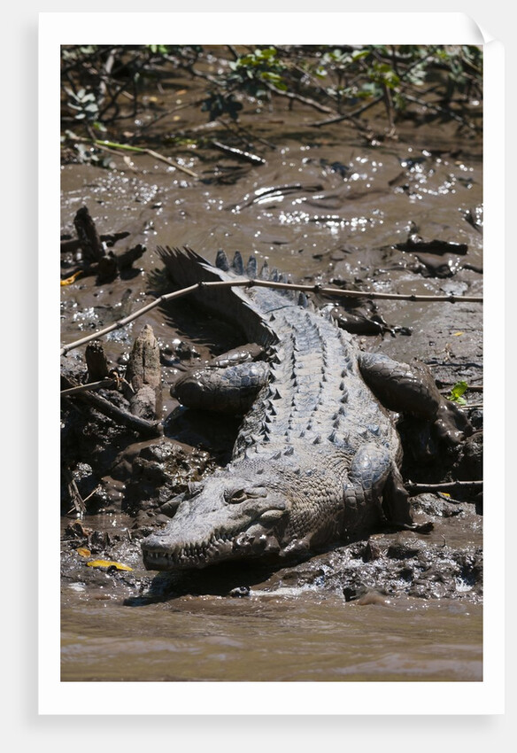 American Crocodile (Crocodylus acutus) by Anonymous