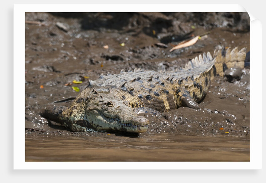 American Crocodile (Crocodylus acutus) by Anonymous