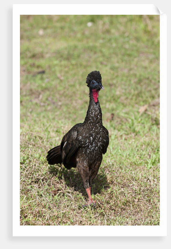 Crested Guan (Penelope purpurascens) by Anonymous