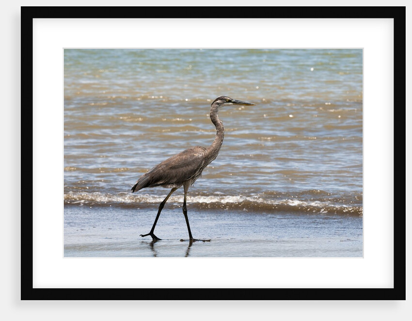 Great blue heron (Ardea herodias) by Anonymous