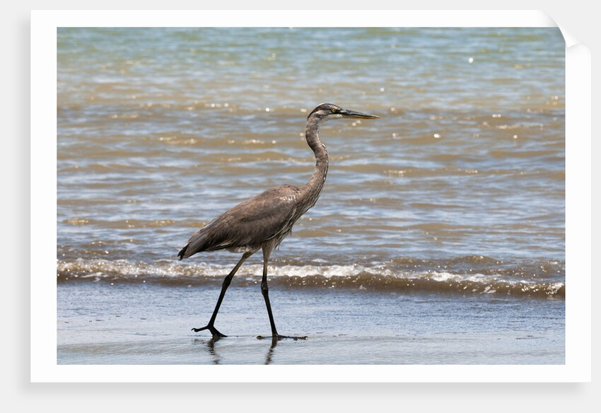 Great blue heron (Ardea herodias) by Anonymous