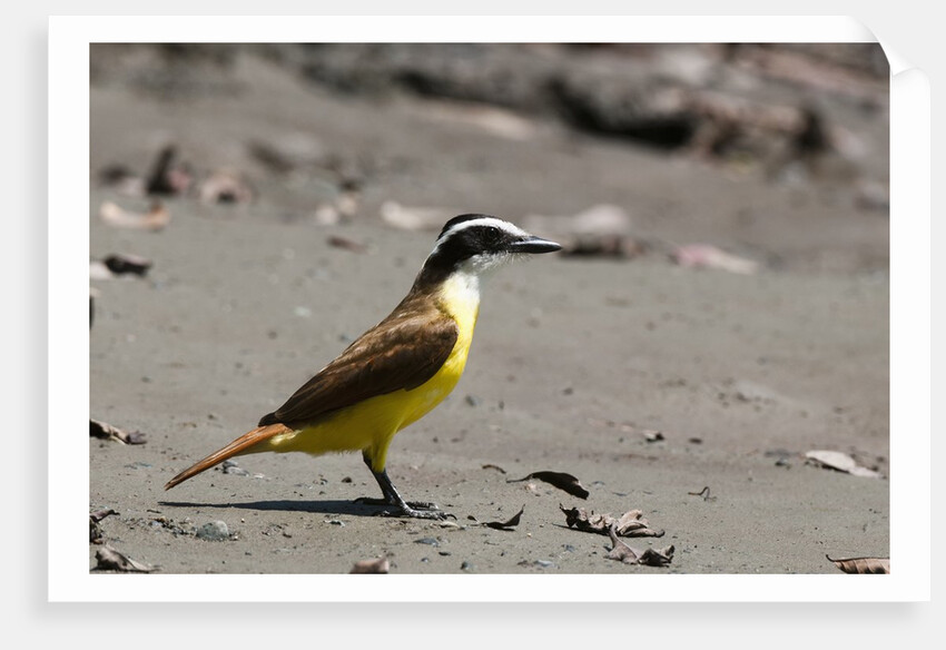 Great kiskadee (Pitangus sulphuratus) by Anonymous