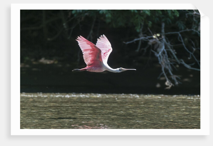 Roseate Spoonbill (Platalea ajaja) by Anonymous