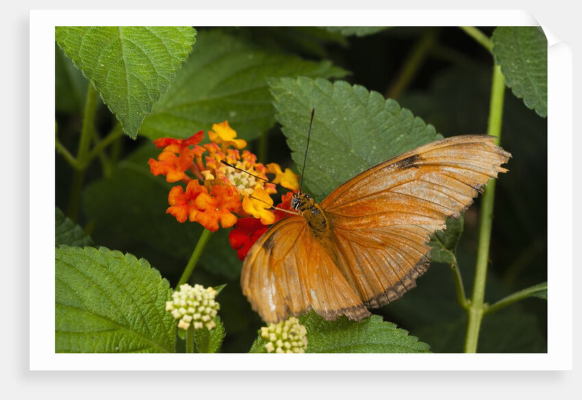 La Paz Waterfall Gardens by Anonymous