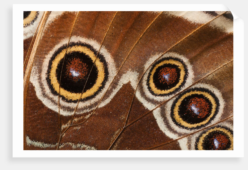 Ocelli of Peleides Blue Morpho (Morpho peleides limpida) by Anonymous