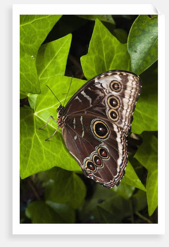 Peleides Blue Morpho (Morpho peleides limpida) by Anonymous