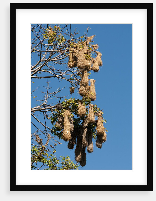Oropendola nests hanging from tree by Anonymous