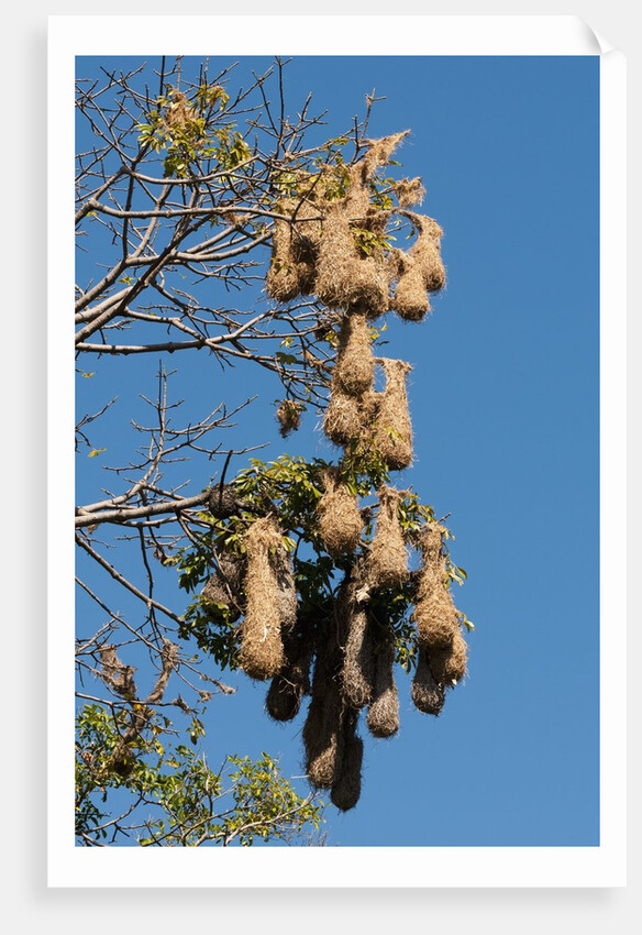 Oropendola nests hanging from tree by Anonymous