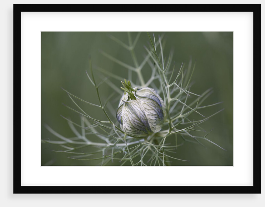 Nigella seed head by Anonymous