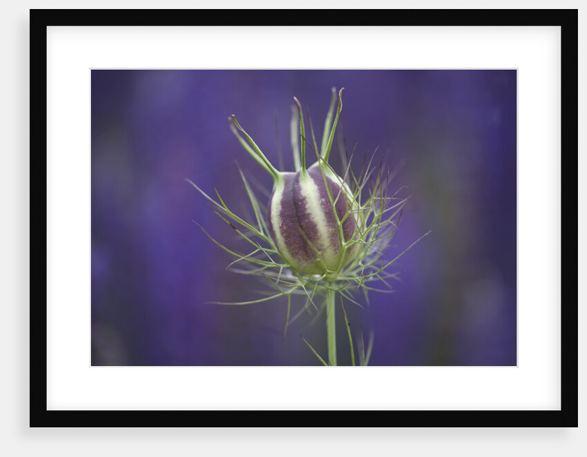 Nigella seedhead by Anonymous