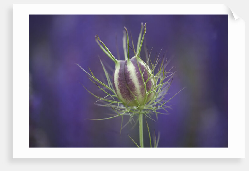 Nigella seedhead by Anonymous