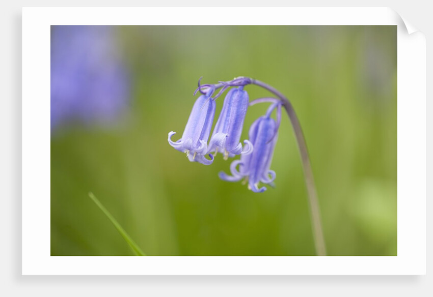 Bluebell by Anonymous