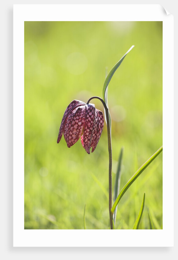 Snake's head fritillary by Anonymous